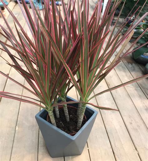 五彩千年木|五彩千年木 Dracaena reflexa var. angustifolia